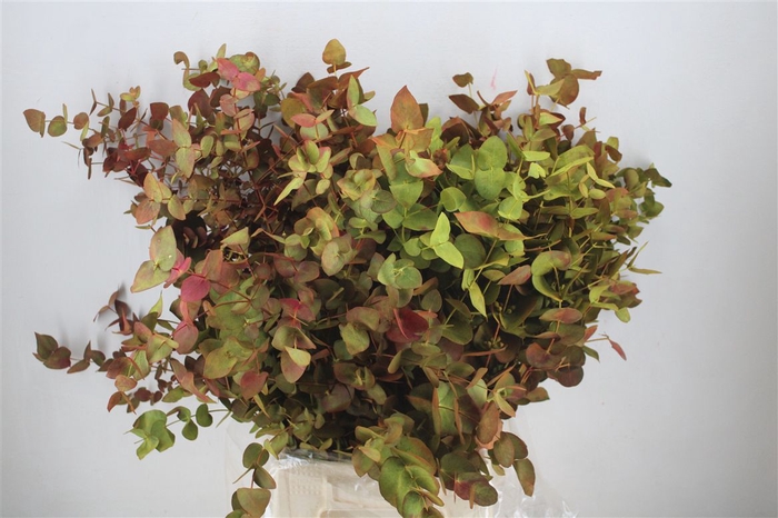 <h4>Euca Cinerea De Luxe 200gr P Bunch</h4>