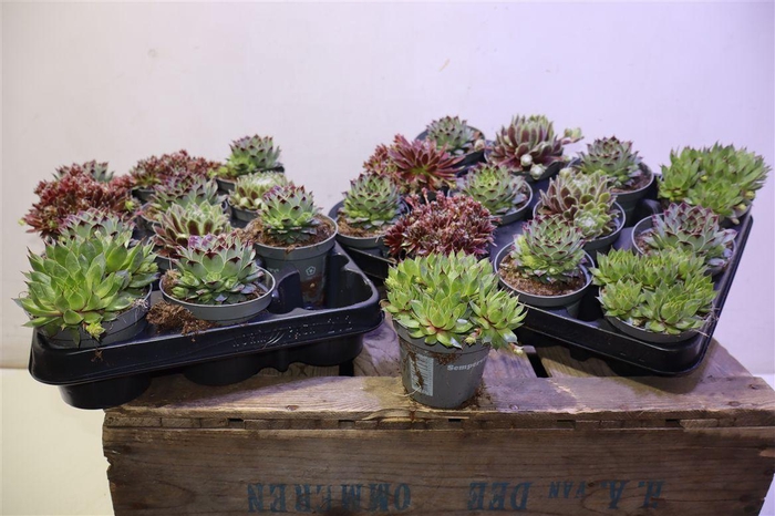 <h4>arr8 Semp Ov</h4>