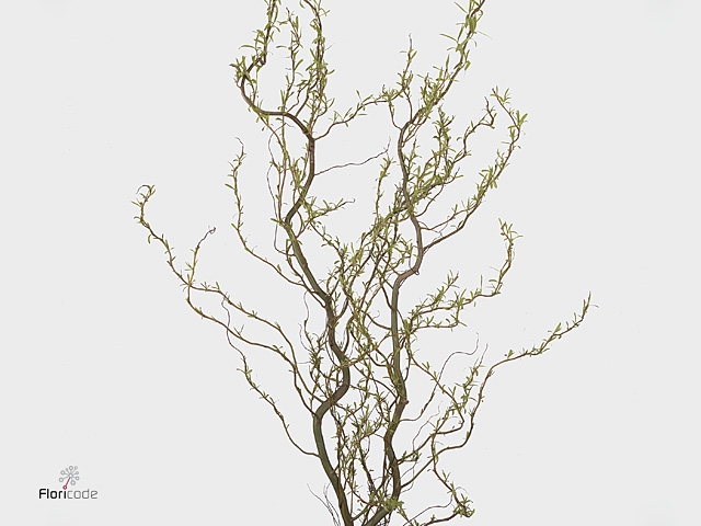 SALIX CARADOC GEEL 200CM