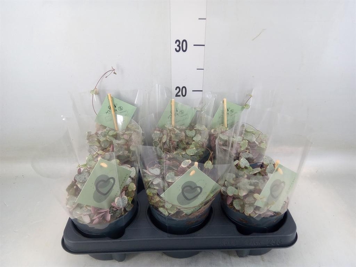 <h4>Ceropegia woodii 'Variegata'</h4>