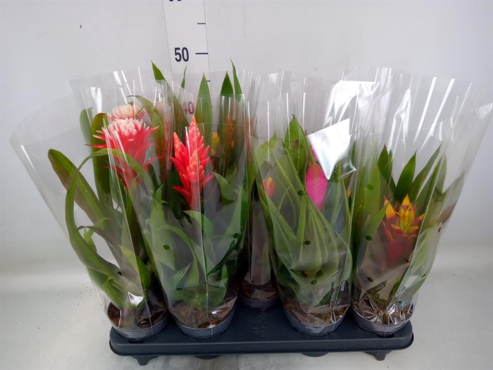 <h4>Guzmania   ...mix</h4>