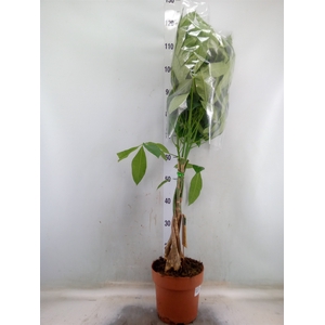 Pachira aquatica