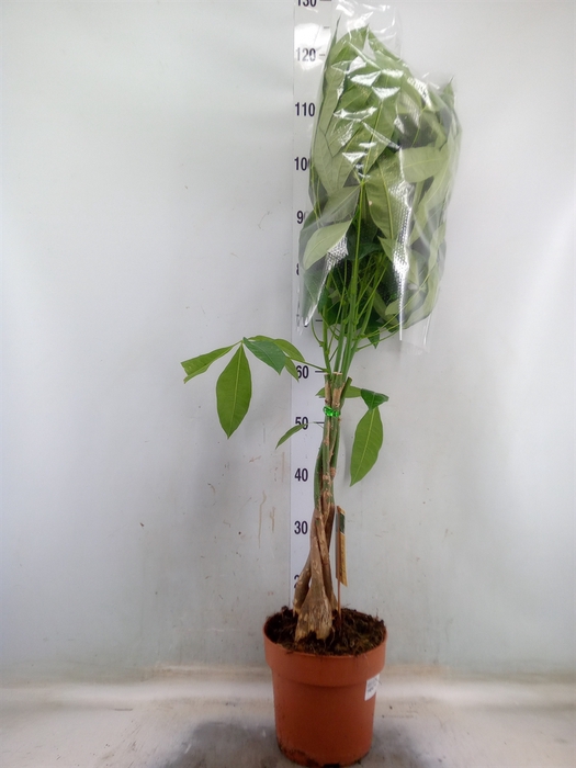 <h4>Pachira aquatica</h4>