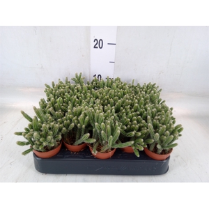 Rhipsalis baccifera subsp. horrida