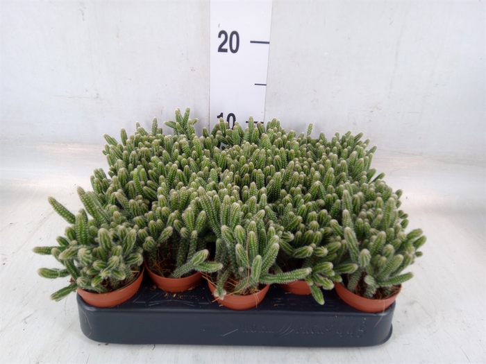 <h4>Rhipsalis baccifera subsp. horrida</h4>
