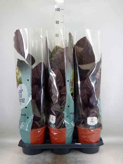 <h4>Calathea sanderiana</h4>