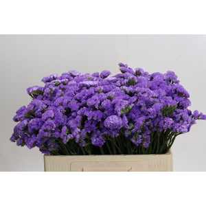 Limonium sinuatum Ana Blue