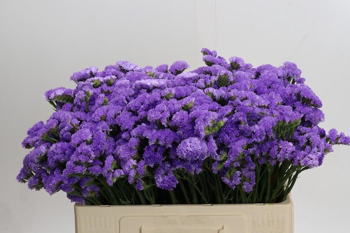 <h4>Limonium sinuatum Ana Blue</h4>
