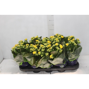 KALANCHOE DOBRADO P11 AMARELO