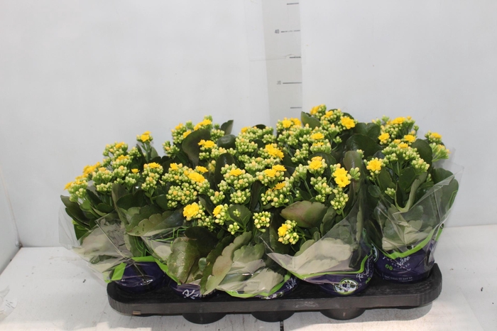 <h4>KALANCHOE DOBRADO P11 AMARELO</h4>