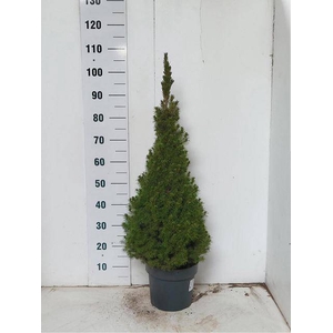 PICEA GL CONICA