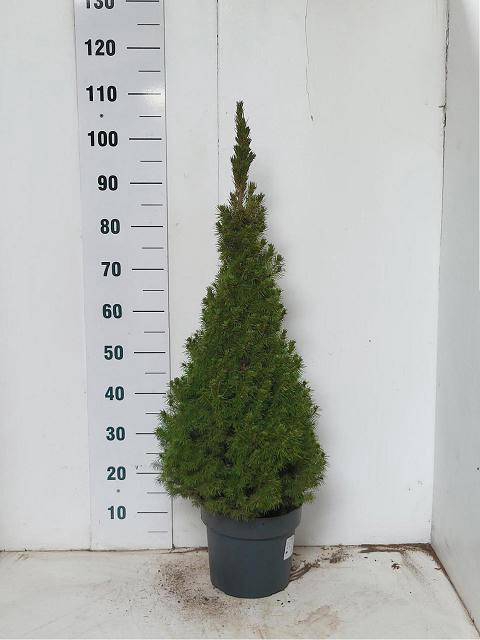 <h4>PICEA GL CONICA</h4>