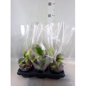 Philodendron  'Florida Ghost'