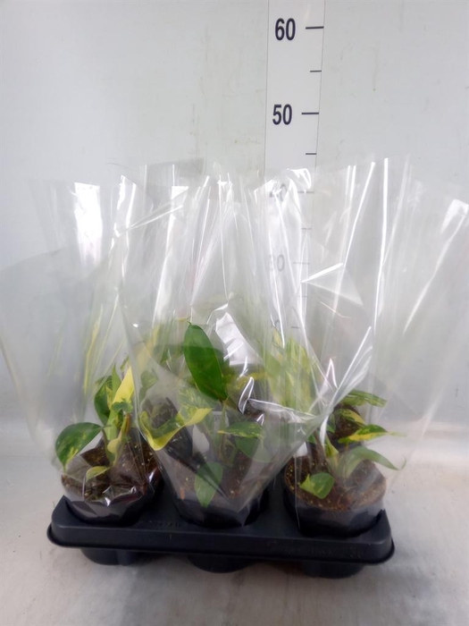 <h4>Philodendron  'Florida Ghost'</h4>