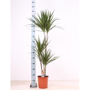 DRA MARGINATA