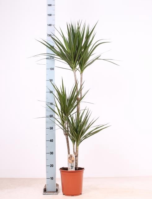 <h4>DRA MARGINATA</h4>