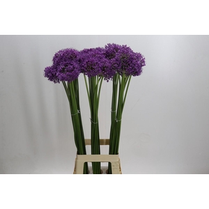 Allium Gladiator