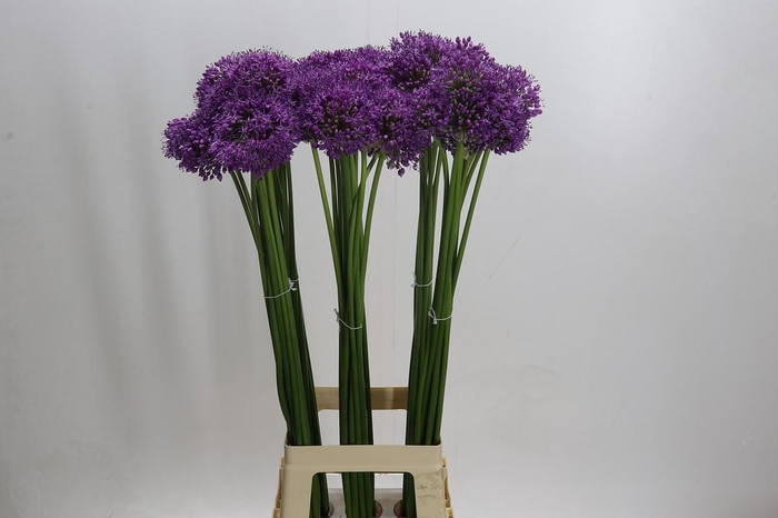 <h4>Allium Gladiator</h4>