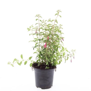 Fuchsia magellanica Riccartonii