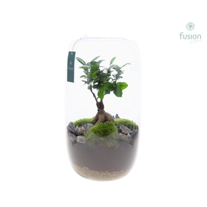Green Bottle Isabella XXLarge met Ficus Ginseng