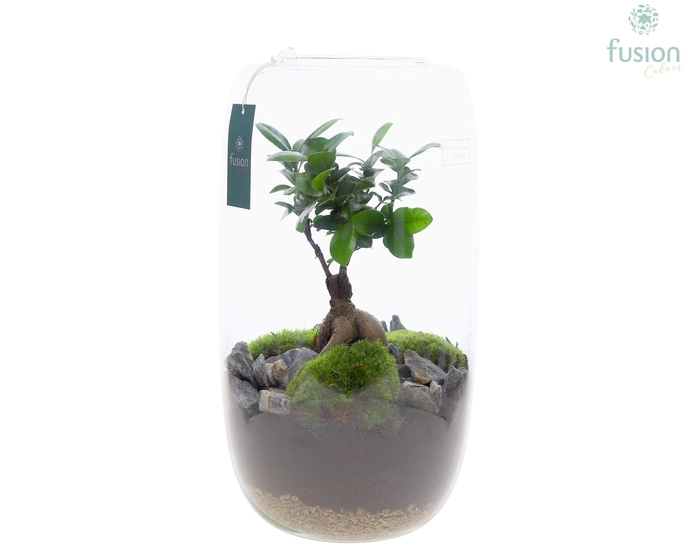 <h4>Green Bottle Isabella XXLarge met Ficus Ginseng</h4>