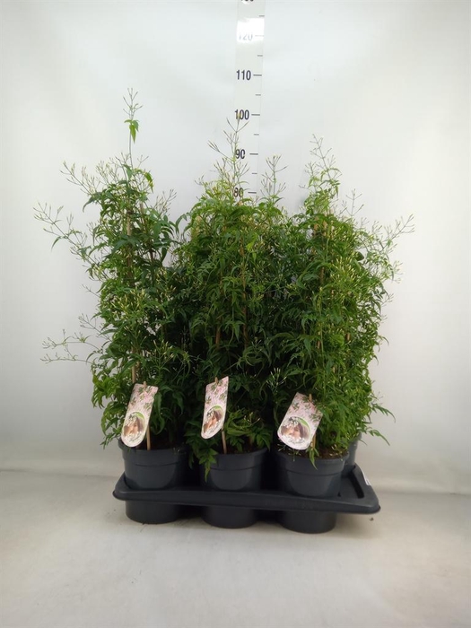 <h4>Jasminum polyanthum</h4>