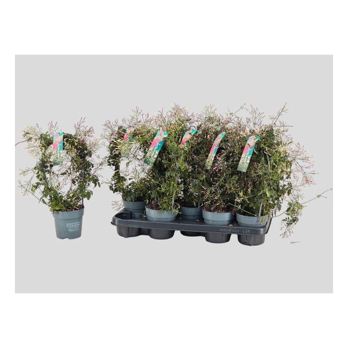 <h4>Jasm Polyanthum Wit</h4>