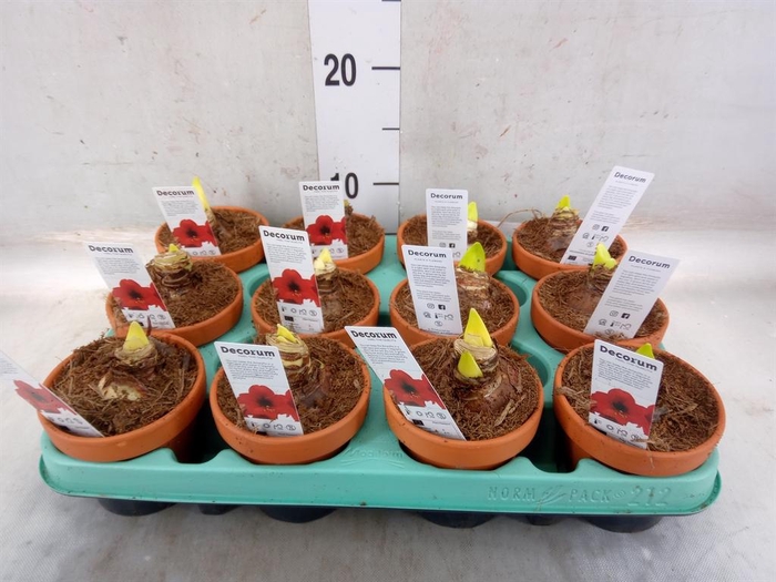 <h4>Hippeastrum   ...</h4>