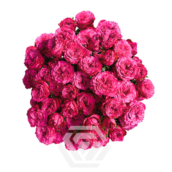 <h4>R TR BE GRACIOUS Tessa</h4>