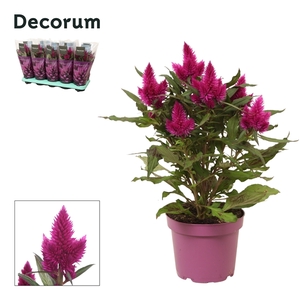 Celosia 'Deep Purple' with sleeve | Decorum