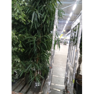 Ficus binn. 'Alii'