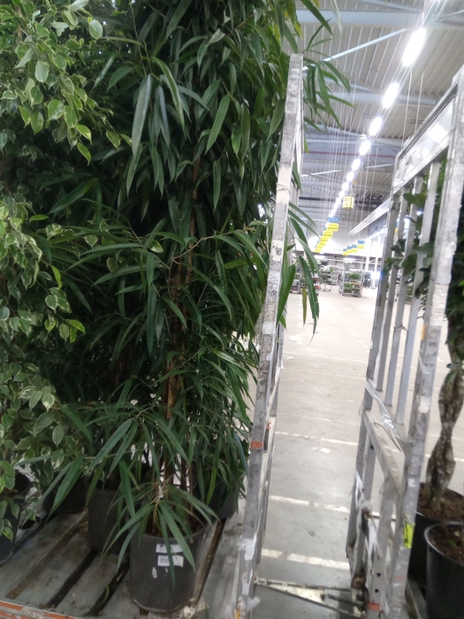 <h4>Ficus binn. 'Alii'</h4>
