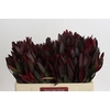 Leucadendron Saf Sunset Dark Red