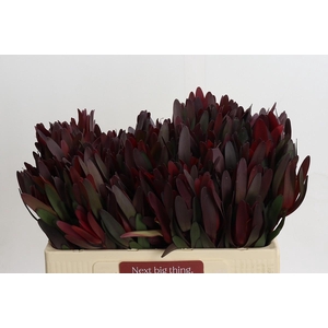 Leucadendron Saf Sunset Dark R.