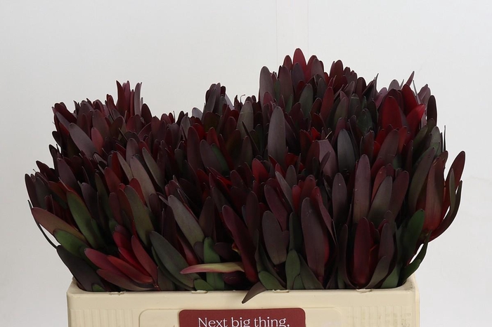 <h4>Leucadendron Saf Sunset Dark R.</h4>