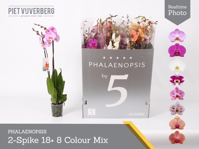<h4>PHAL GEM 8 KL</h4>