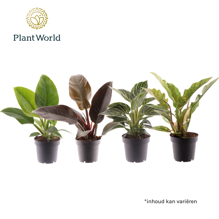 <h4>Philodendron gemengd div. soorten P12</h4>