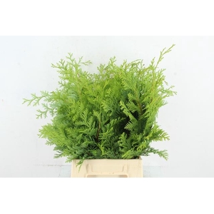 CONIFEER CRISPI PER BUNCH