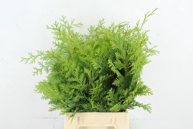 <h4>CONIFEER CRISPI PER BUNCH</h4>