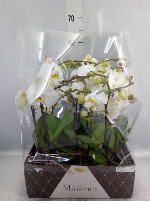 Phalaenopsis   ...white