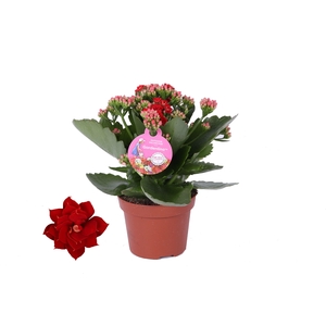 Kalanchoe Gardenlina 12cm rood