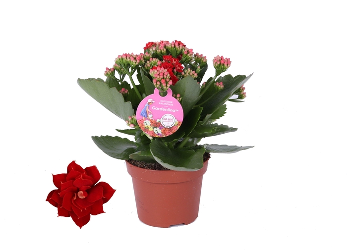<h4>Kalanchoe Gardenlina 12cm rood</h4>