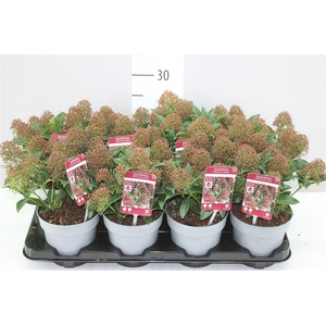 Skimmia Jap. Marlot 10+