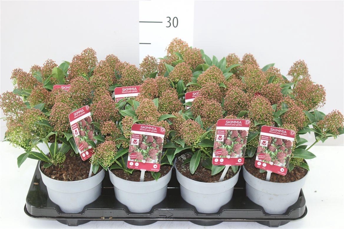 <h4>Skimmia Jap. Marlot 10+</h4>