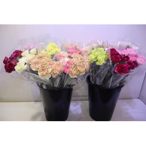 Di St Gem In Fust X8