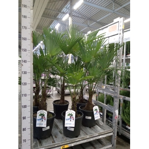 Trachycarpus wagnerianus