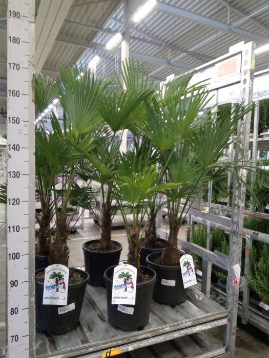 <h4>Trachycarpus wagnerianus</h4>