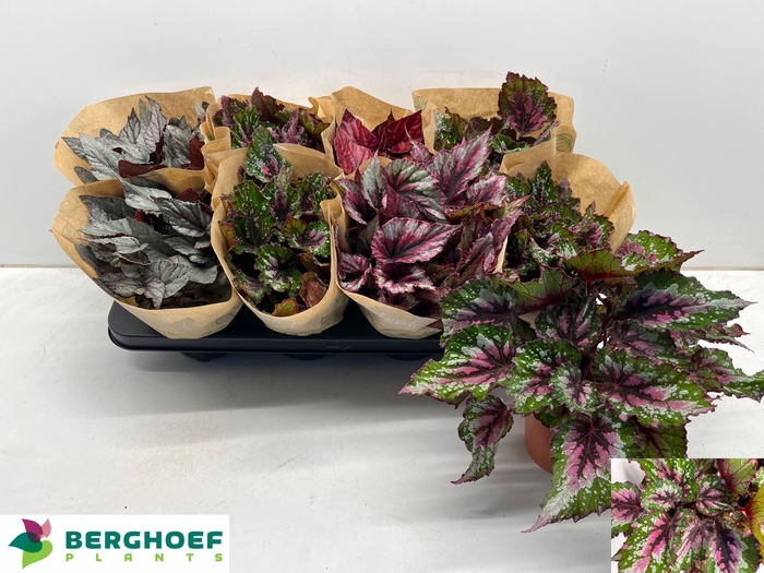 <h4>BEG BEL GEM</h4>