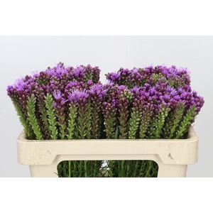 Liatris Spicata