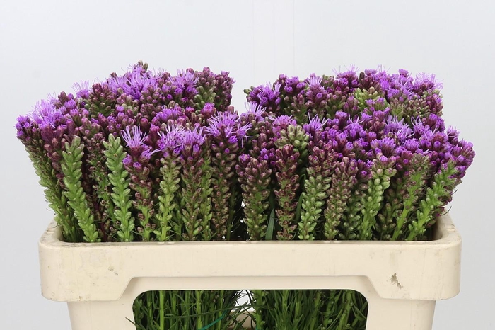 <h4>Liatris Spicata</h4>